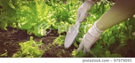 The gardener removes the weed and digs up the black soil. The gardener removes the weed and digs up the black soil. 97979095