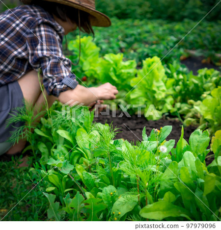 Girl is farming, working in the vegetable garden. Girl is farming, working in the vegetable garden. 97979096