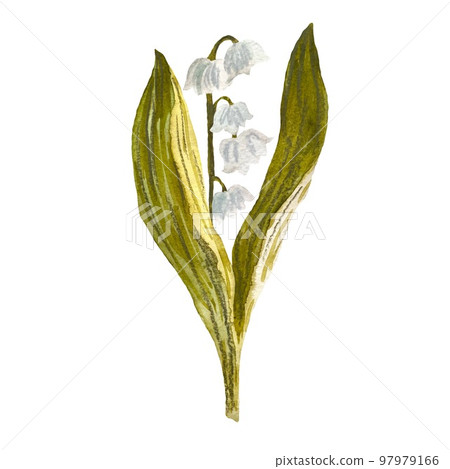 Easter snowdrop blue white green sketch watercolor Easter snowdrop blue white green sketch watercolor 97979166