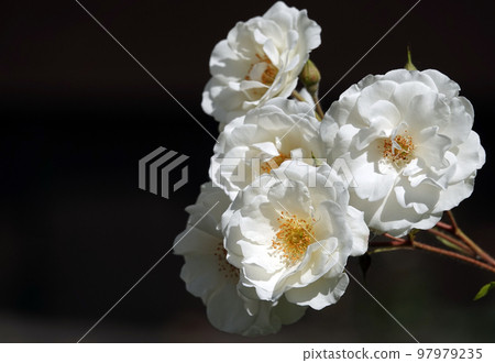 Flowers Roses of different varieties and species close-up Flowers Roses of different varieties and species close-up 97979235