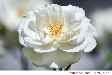 Flowers Roses of different varieties and species close-up Flowers Roses of different varieties and species close-up 97979236