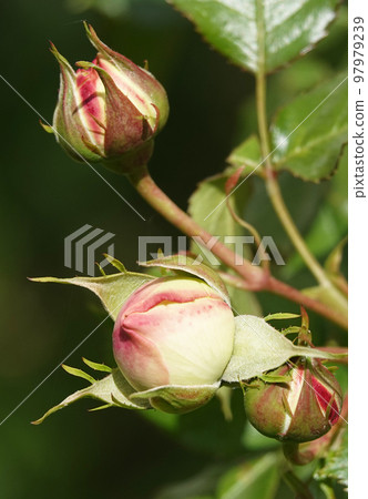 Flowers Roses of different varieties and species close-up Flowers Roses of different varieties and species close-up 97979239
