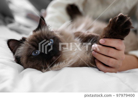 Woman playing with her cute Balinese cat on bed at home, closeup. Fluffy pet 97979400