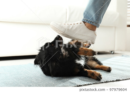 Woman kicking dog at home, closeup. Domestic violence against pets Woman kicking dog at home, closeup. Domestic violence against pets 97979604