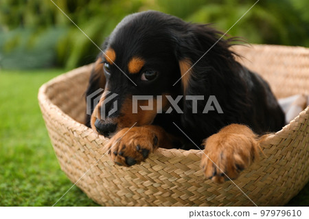 Cute dog relaxing in wicker basket outdoors, closeup. Friendly pet Cute dog relaxing in wicker basket outdoors, closeup. Friendly pet 97979610