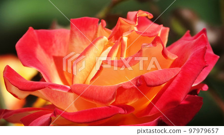 Flowers Roses of different varieties and species close-up 97979657