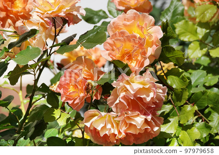 Flowers Roses of different varieties and species close-up 97979658