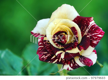 Rose flower of different varieties and species close-up Rose flower of different varieties and species close-up 97979683