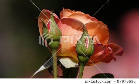 Roses of different varieties and species close-up Roses of different varieties and species close-up 97979686