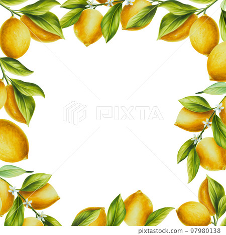 Watercolor frame with fresh ripe lemon with bright green leaves and flowers. Hand drawn cut citrus slices painting on white background. For designers, postcards, party Invitations, wrapping paper Watercolor frame with fresh ripe lemon with bright green leaves and flowers. Hand drawn cut citrus slices painting on white background. For designers, postcards, party Invitations, wrapping paper 97980138