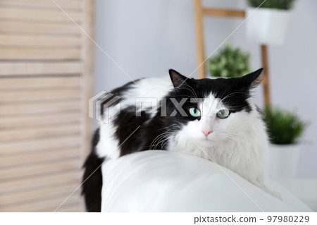 Cute cat on sofa at home. Domestic pet Cute cat on sofa at home. Domestic pet 97980229
