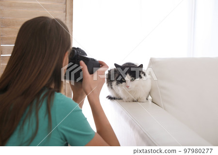 Professional animal photographer taking picture of beautiful cat at home 97980277