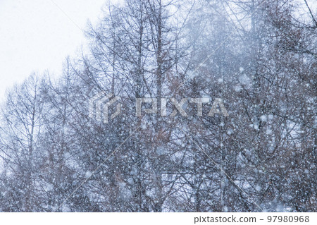 落雪和枯樹 落雪和枯樹 97980968
