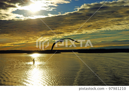 海鷗飛清晨波羅的海天空和海景 海鷗飛清晨波羅的海天空和海景 97981210