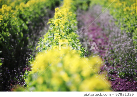 Rape flower field in full bloom 97981359