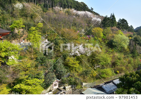 Kyoto, Japan, Kiyomizudera in spring, the main hall of a national treasure called Kiyomizu's stage, beautiful cherry blossoms, fresh greenery, and Otowa Falls seen from the stage Kyoto, Japan, Kiyomizudera in spring, the main hall of a national treasure called Kiyomizu's stage, beautiful cherry blossoms, fresh greenery, and Otowa Falls seen from the stage 97981453