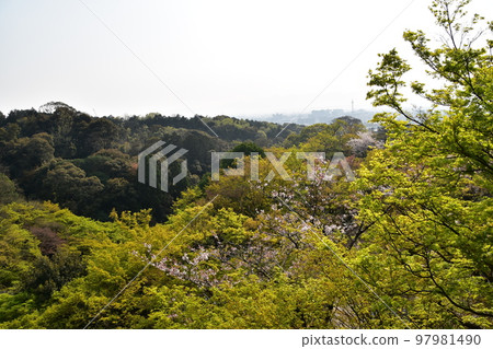 Kyoto, Japan, Kiyomizudera in spring, the main hall of a national treasure called Kiyomizu's stage, beautiful cherry blossoms and fresh greenery seen from the stage Kyoto, Japan, Kiyomizudera in spring, the main hall of a national treasure called Kiyomizu's stage, beautiful cherry blossoms and fresh greenery seen from the stage 97981490