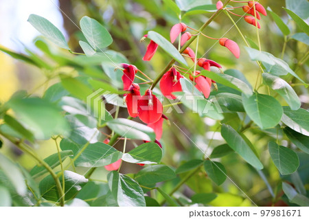 American Flower of Deigo 97981671