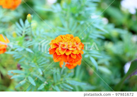 Marigold flower Marigold flower 97981672