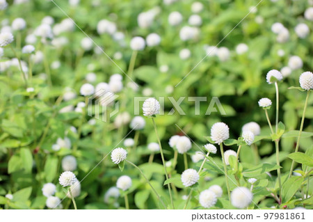 Sennichikou flower 97981861