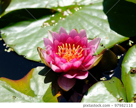 Lotus flower Lotus flower 97982118