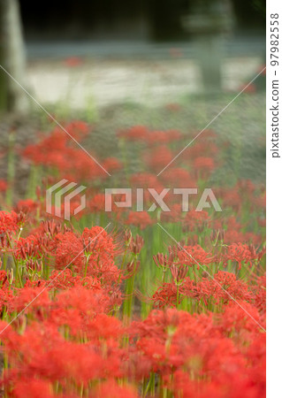 京都府八野市知野尻若宮八幡宮的簇狀孤挺花 97982558