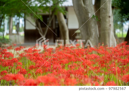 Cluster amaryllis at Wakamiya Hachimangu Shrine in Shirinojiri, Hachino City, Kyoto Prefecture 97982567
