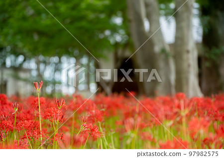Cluster amaryllis at Wakamiya Hachimangu Shrine in Shirinojiri, Hachino City, Kyoto Prefecture 97982575