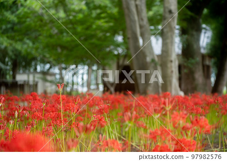 Cluster amaryllis at Wakamiya Hachimangu Shrine in Shirinojiri, Hachino City, Kyoto Prefecture 97982576