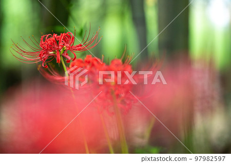 京都府八野市知野尻若宮八幡宮的簇狀孤挺花 京都府八野市知野尻若宮八幡宮的簇狀孤挺花 97982597