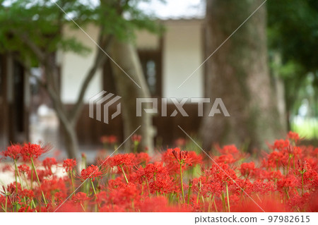 Cluster amaryllis at Wakamiya Hachimangu Shrine in Shirinojiri, Hachino City, Kyoto Prefecture Cluster amaryllis at Wakamiya Hachimangu Shrine in Shirinojiri, Hachino City, Kyoto Prefecture 97982615
