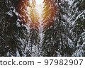 Pine trees covered with snow, warm glow effect, winter 97982907