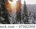 Pine trees covered with snow, warm glow effect, winter 97982908