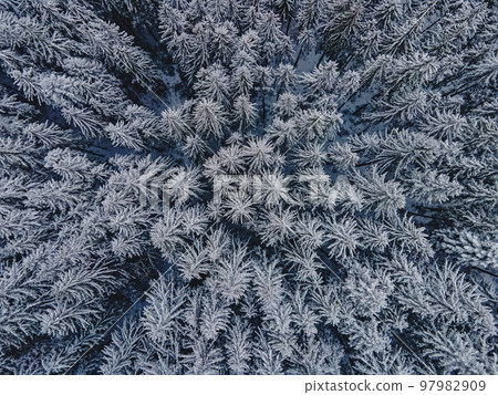 Aerial drone shot of pine trees covered with snow. Snowy winter forest 97982909
