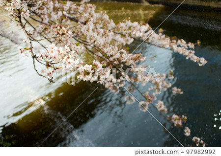 河邊,目黑川,支流,櫻花,春天,日本,支流,風景,大氣,水面,向上 河邊,目黑川,支流,櫻花,春天,日本,支流,風景,大氣,水面,向上 97982992