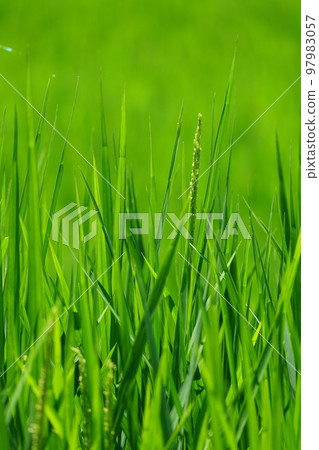 Rice flower Rice flower 97983057