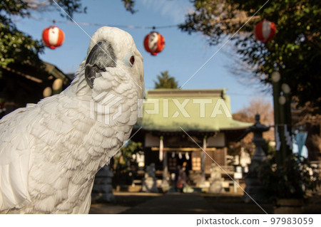 2023 Hatsumoude cockatoo bird 2023 Hatsumoude cockatoo bird 97983059