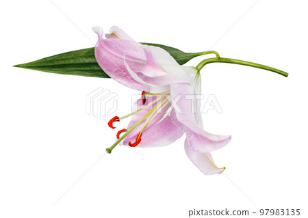 Pink lily flower with green leaf isolated on white background 97983135