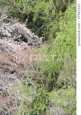 春山皮 97983183