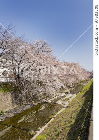 角川武藏野博物館前東川沿岸的櫻花樹 97983509