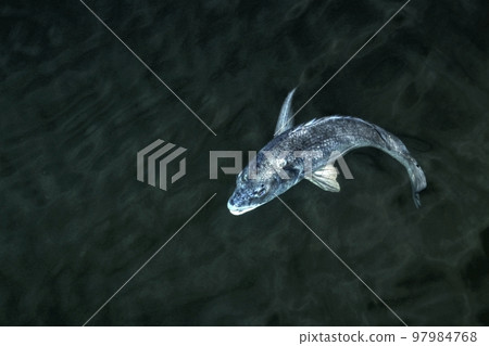 A silhouette of a large black sea bream reversed on a black background (retouched and color processed image) 97984768