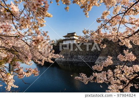 清晨大阪城的櫻花 清晨大阪城的櫻花 97984824
