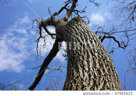 Harigiri tree 97985625