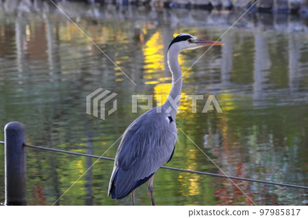 灰鷺 灰鷺 97985817