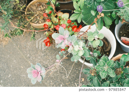花園裡生長的園林植物 97985847