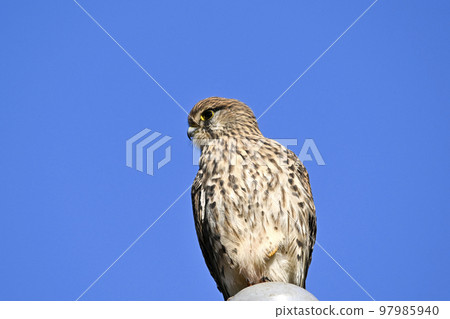 Chrysanthemum 97985940