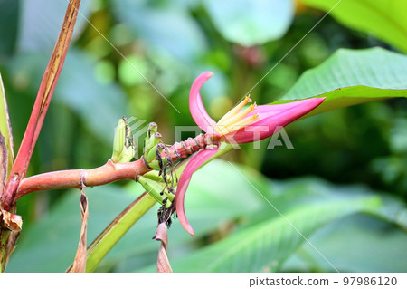 Banana flowers 97986120