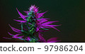 Marijuana Cannabis Plant with purple colored leaf and bud. Flowering Cannabis plant of marihuana hemp strain on dark background 97986204