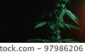 Leafs of Marijuana Cannabis Plant on dark background. 97986206
