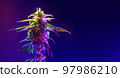 Cannabis Marijuana Bud. Hemp Bud in colored light isolated on dark blue background. Cannabis multicolored plant. Banner with medicinal hemp.  97986210